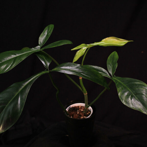 Philodendron Bette Waterbury (69686)