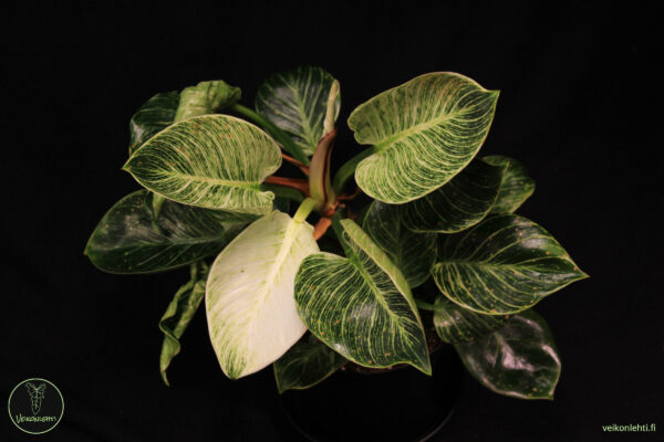 Philodendron Birkin