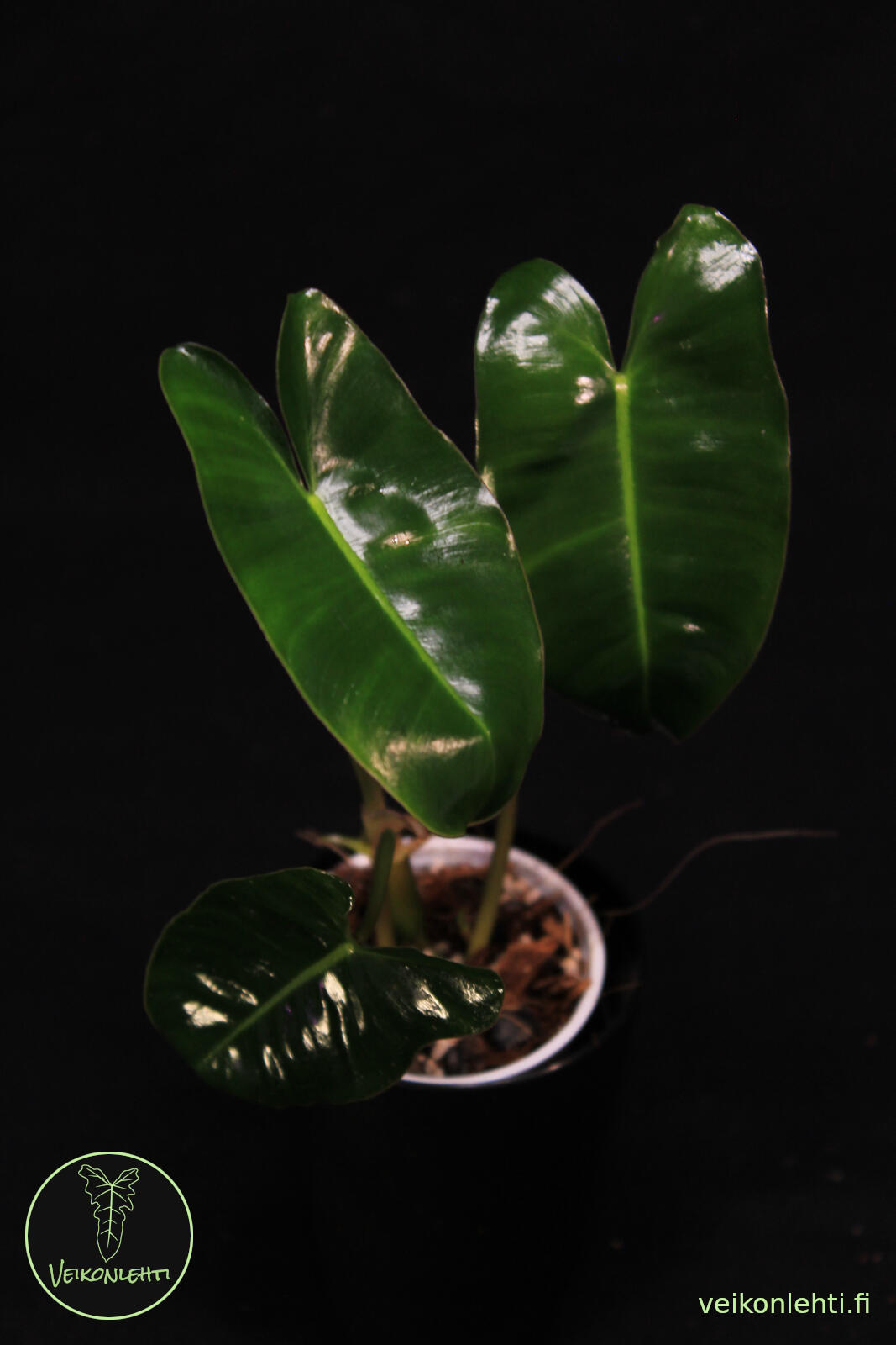 Philodendron Burle Marx - Veikonlehti.fi