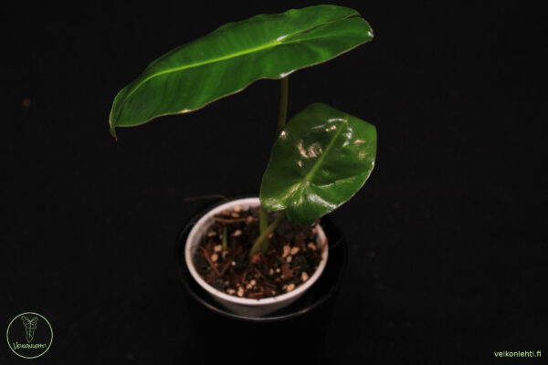 Philodendron Burle Marx
