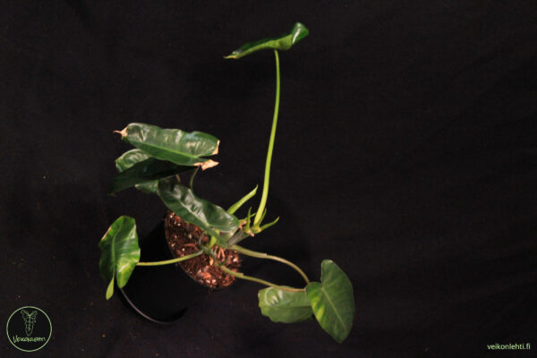 Philodendron Burle Marx