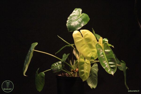 Philodendron Burle Marx Variegata