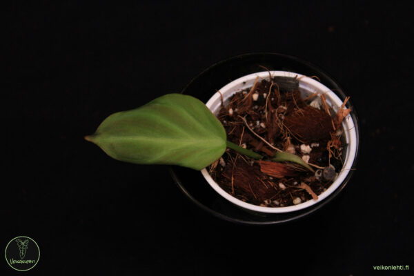 Philodendron Camposportoanum