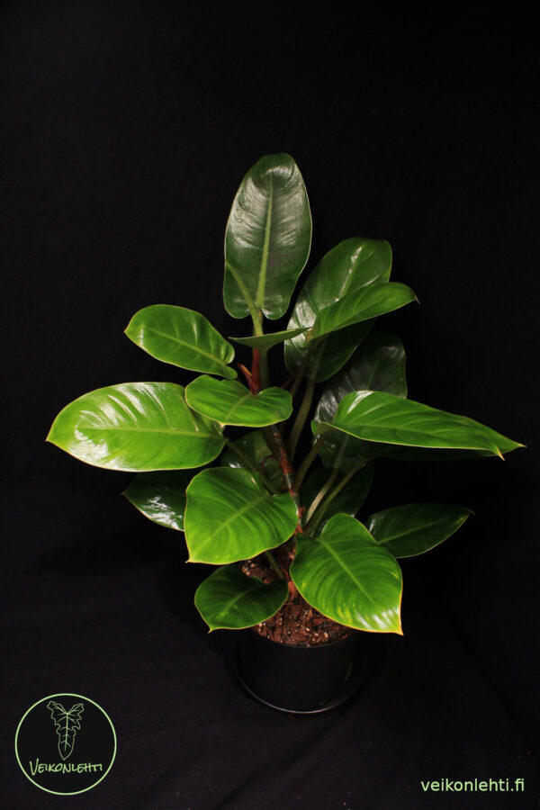 Philodendron Erubecens Imperial Green