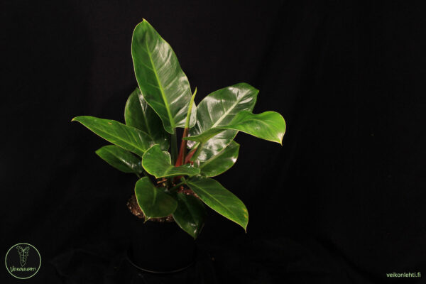 Philodendron Erubecens Imperial Green