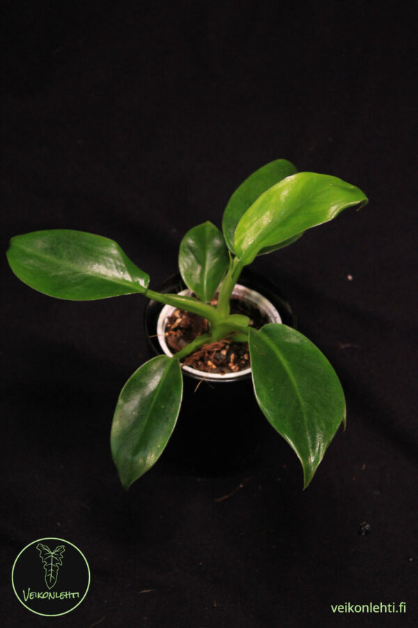 Philodendron Erubecens Imperial Green