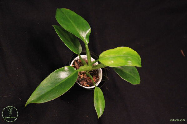 Philodendron Erubecens Imperial Green
