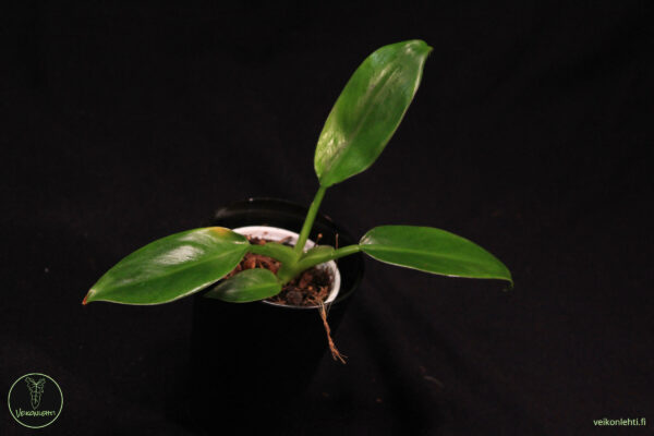Philodendron Erubecens Imperial Green