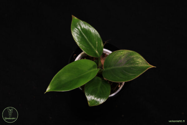 Philodendron Erubescens Imperial Green - Image 2
