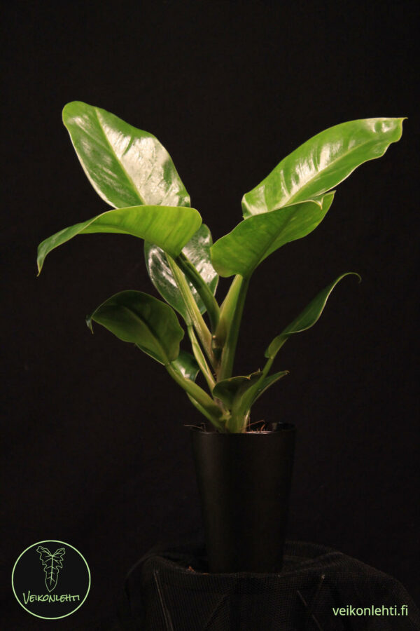 Philodendron Erubescens Imperial Green