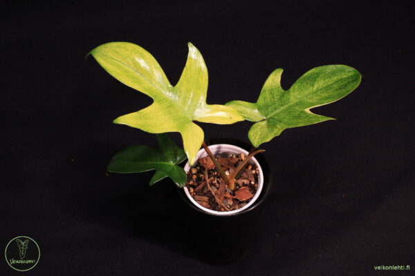 Philodendron Florida Ghost