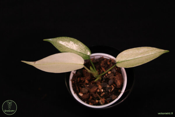 Philodendron Florida Ghost