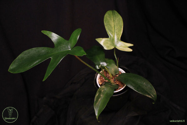 Philodendron Florida Ghost
