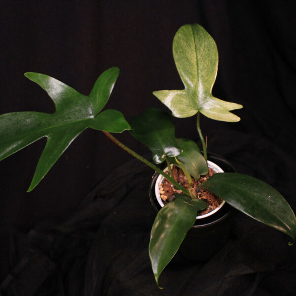 Philodendron Florida Ghost