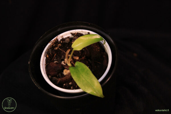 Philodendron Florida Ghost