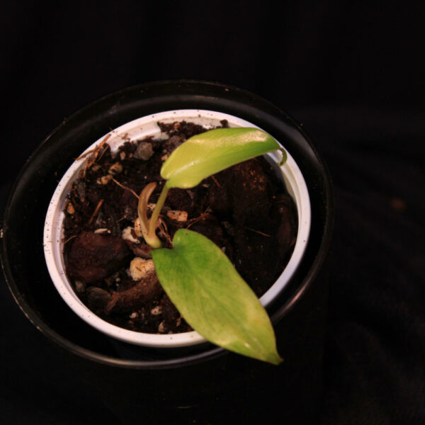 Philodendron Florida Ghost