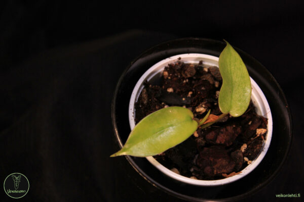 Philodendron Florida Ghost