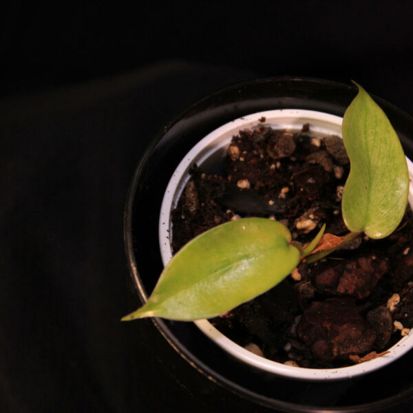 Philodendron Florida Ghost