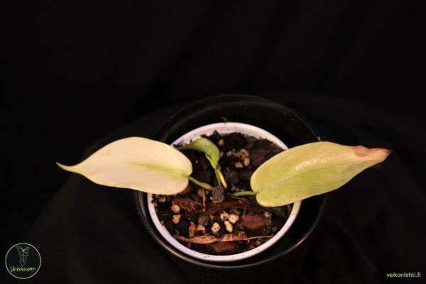 Philodendron Florida Ghost