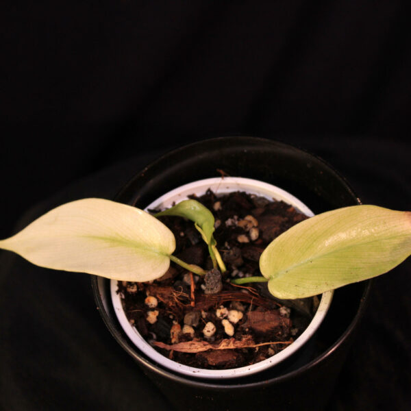 Philodendron Florida Ghost