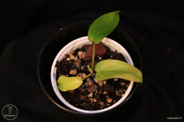 Philodendron Florida Ghost