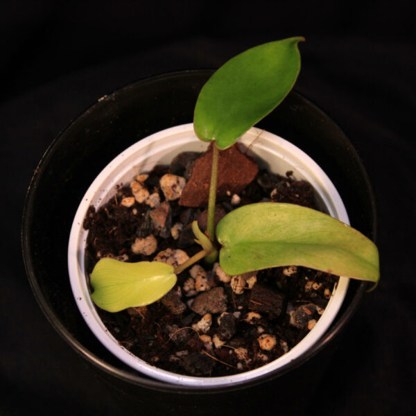Philodendron Florida Ghost