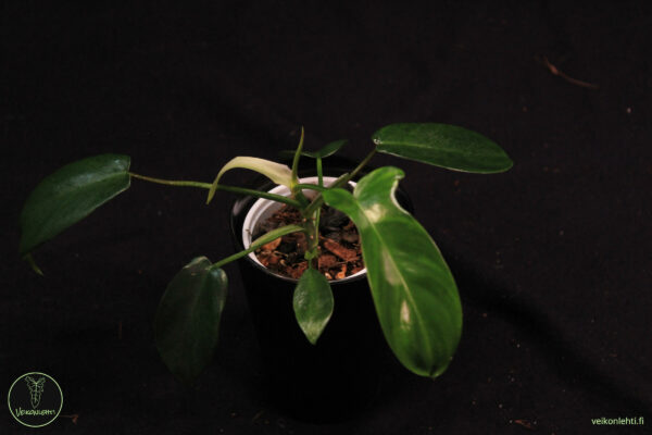 Philodendron Florida