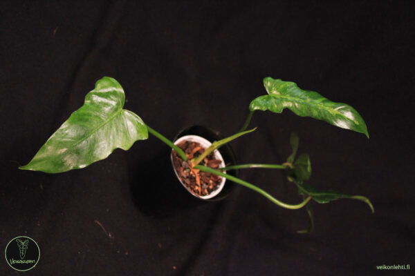 Philodendron Golden Dragon Lime Fiddle