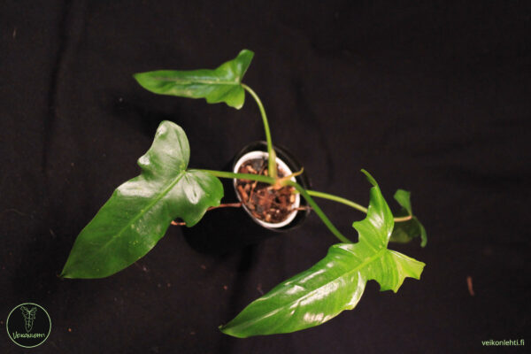 Philodendron Golden Dragon Lime Fiddle