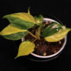 Philodendron Hederaceum Brasil - Image 2