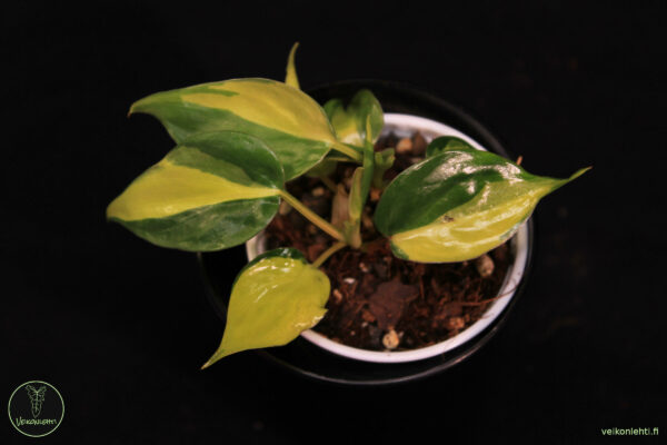 Philodendron Hederaceum Brasil - Image 2