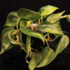 Philodendron Hederaceum Brasil
