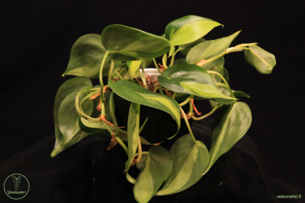 Philodendron Hederaceum Brasil