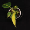 Philodendron Hederaceum Brasil - Image 2