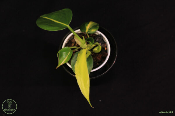Philodendron Hederaceum Brasil - Image 2