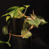 Philodendron Hederaceum Brasil