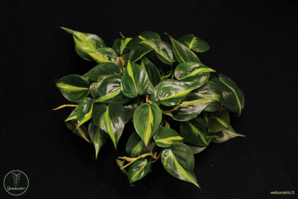 Philodendron Hederaceum Brasil