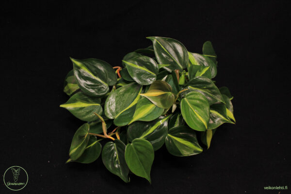 Philodendron Hederaceum Brasil