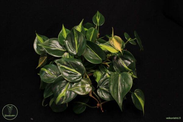 Philodendron Hederaceum Brasil