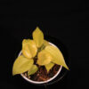 Philodendron Hederaceum Lemon Lime - Image 2