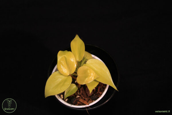 Philodendron Hederaceum Lemon Lime - Image 2