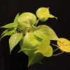 Philodendron Hederaceum Lemon Lime