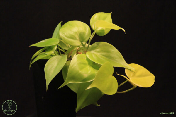 Philodendron Hederaceum Lemon Lime