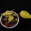 Philodendron Hederaceum Lemon Lime - Image 2