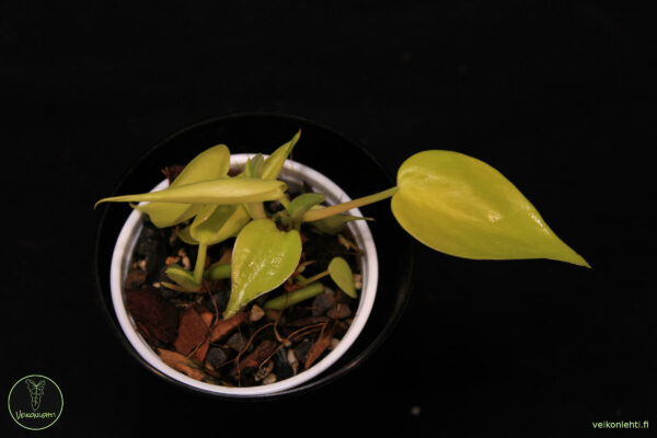 Philodendron Hederaceum Lemon Lime - Image 2