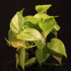 Philodendron Hederaceum Lemon Lime