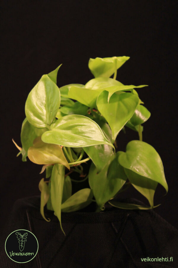 Philodendron Hederaceum Lemon Lime