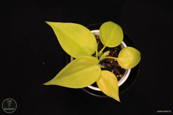 Philodendron Hederaceum Lemon Lime - Image 2