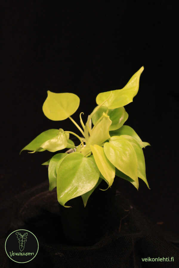Philodendron Hederaceum Lemon Lime