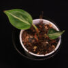 Philodendron Hederaceum Silver Stripe - Image 2
